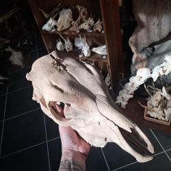 Cr&acirc;ne de vache sub-adulte ; Bos taurus #0602(1)