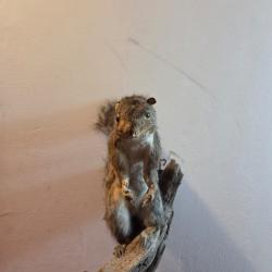 Ecureuil empaill&eacute; sur une branche