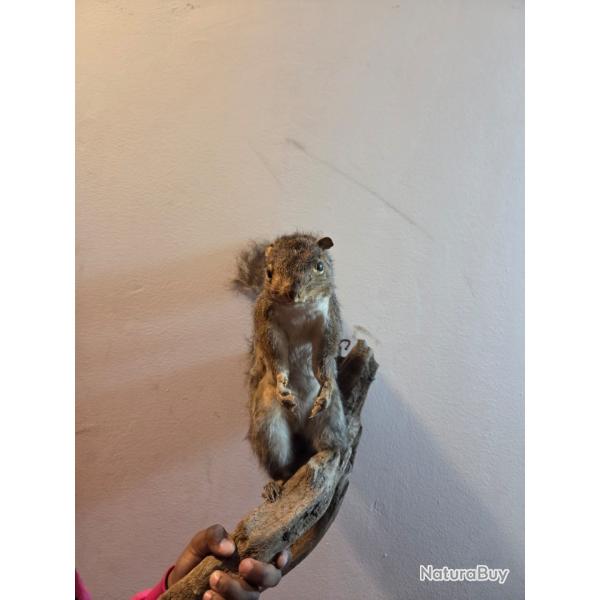 Ecureuil empaill� sur une branche