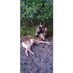 Chasse en battue en Pologne - Sanglier, Chevreuil (femelles) et Cerf