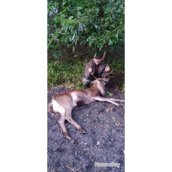 Chasse en battue en Pologne - Sanglier, Chevreuil (femelles) et Cerf
