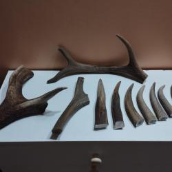 11 BEAUX MORCEAUX BOIS MUES CERFS TEINTS POUR COUTELLERIE ARTISANAT