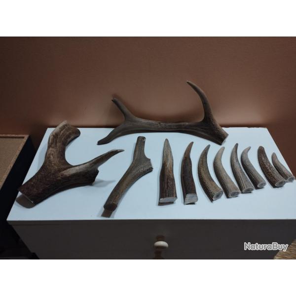 11 BEAUX MORCEAUX BOIS MUES CERFS TEINTS POUR COUTELLERIE ARTISANAT