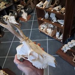 Cr&acirc;ne de chevreuil t&ecirc;te bizarde #231210