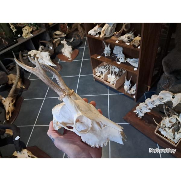 Cr�ne de chevreuil t�te bizarde #231210