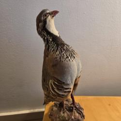 Perdrix rouge empaill&eacute; sur rocher d'une hauteur de 31 cm