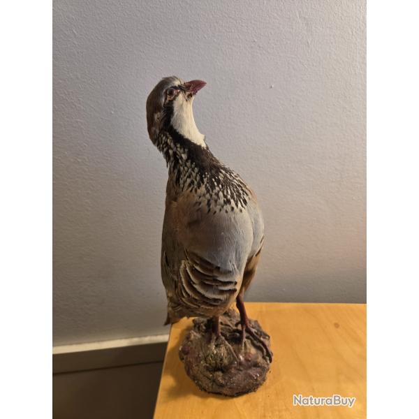 Perdrix rouge empaill� sur rocher d'une hauteur de 31 cm