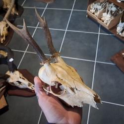 Cr&acirc;ne de chevreuil #23129