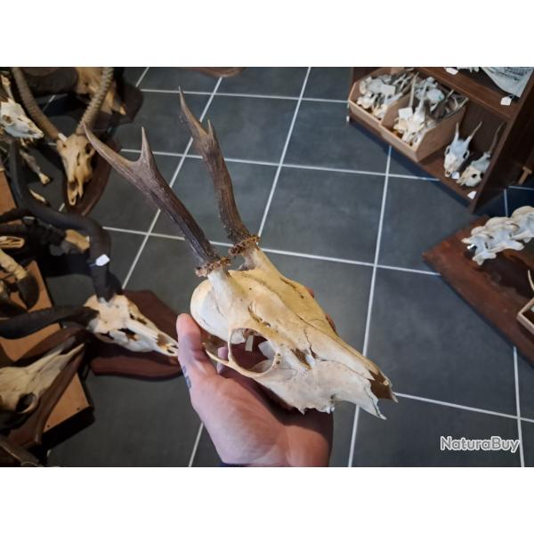 Cr�ne de chevreuil #23129