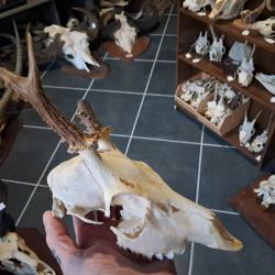 Cr&acirc;ne de chevreuil #231211