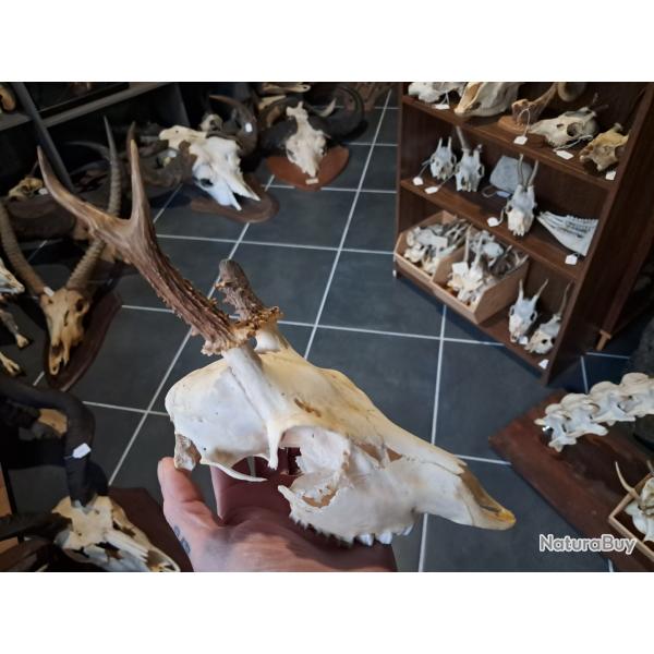 Cr�ne de chevreuil #231211