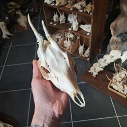 Cr&acirc;ne de chevreuil #231212