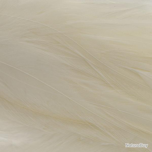 Plumes de saddle Blanc