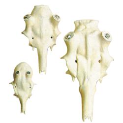 Cr&acirc;ne artificiel pour troph&eacute;e de cerf diam&egrave;tre 50mm