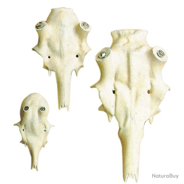 Cr�ne artificiel pour troph�e de cerf diam�tre 50mm