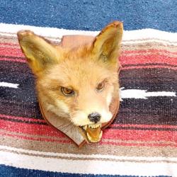 Troph&eacute;e t&ecirc;te de renard en bon &eacute;tat
