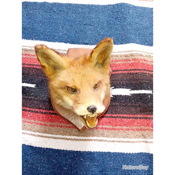 Troph�e t�te de renard en bon �tat