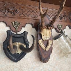 Lot de deux troph&eacute;es brocard et chamois anciens 1951