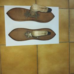 ratelier pattes cchevreuil  1 fusil