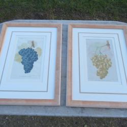 Paire d'ancienne grande gravure encadr&eacute;  botanique sur le th&egrave;me du "Vignoble" -  FRANCE (XIX&eacute;)