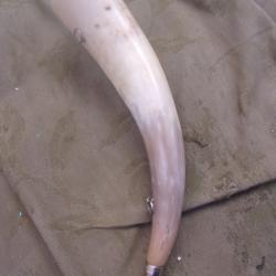 corne d'appel Elless 41,5 cm