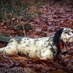 Proposition de saillie setter becasse