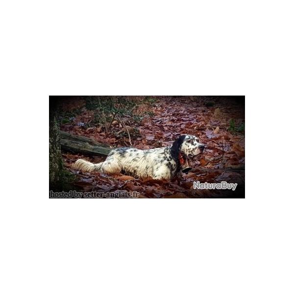 Proposition de saillie setter becasse