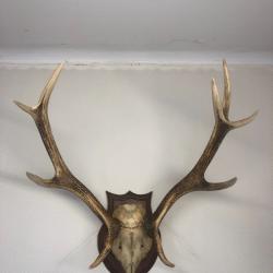 MASSACRE BOIS DE CERF TROPHEE CHASSE 10 CORS