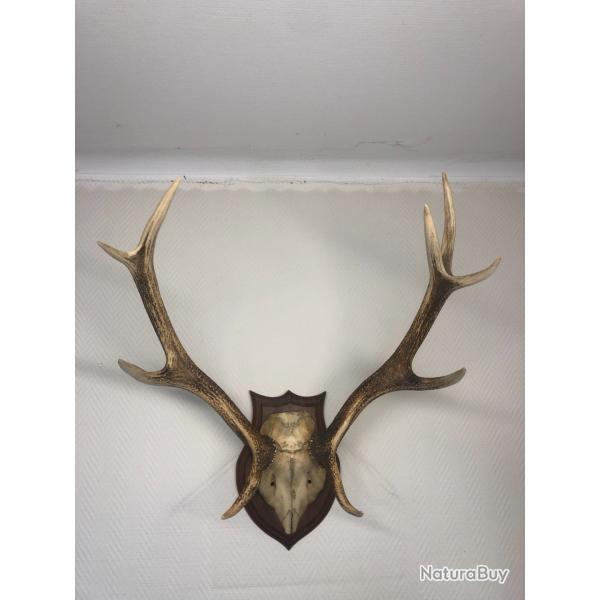 MASSACRE BOIS DE CERF TROPHEE CHASSE 10 CORS