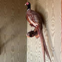 Faisan d&eacute;naturalis&eacute;