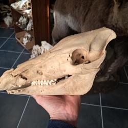 Cr&acirc;ne de sanglier juv&eacute;nile ; Sus scrofa #0602(2)