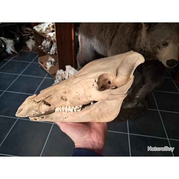 Cr�ne de sanglier juv�nile ; Sus scrofa #0602(2)