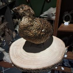 Taxidermie de femelle Tetras Lyre ;  Lyrurus tetrix