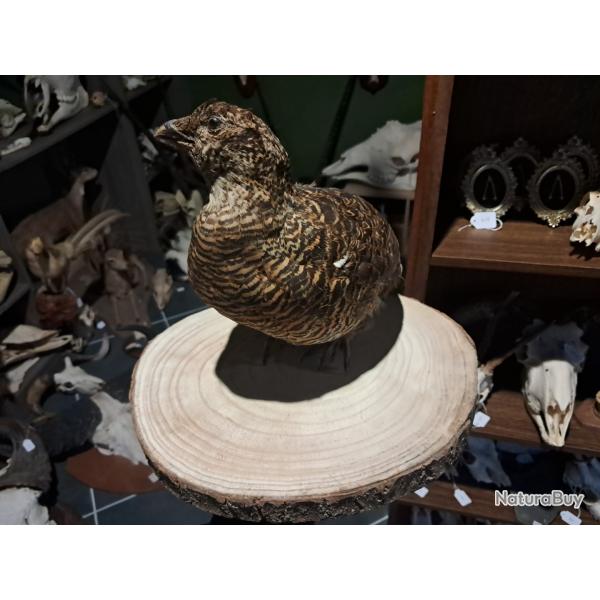 Taxidermie de femelle Tetras Lyre ;  Lyrurus tetrix