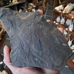 Fossile de foug&egrave;re ( alethopteris sp)