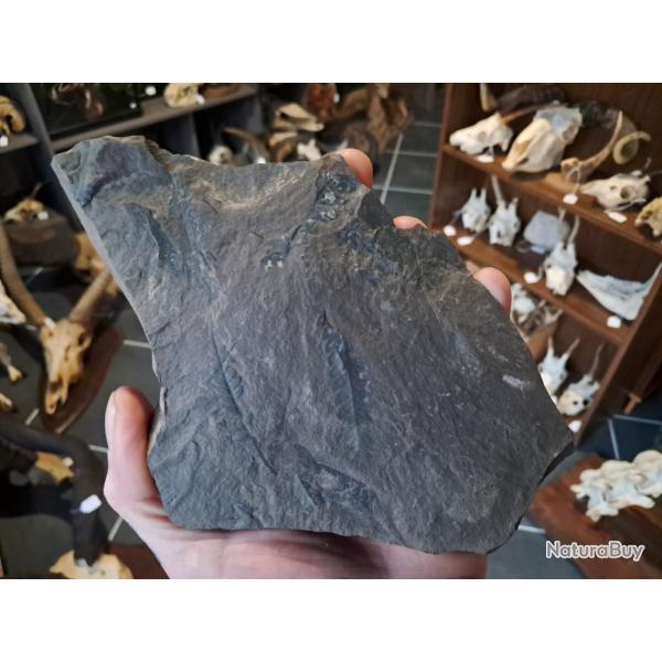 Fossile de foug�re ( alethopteris sp)