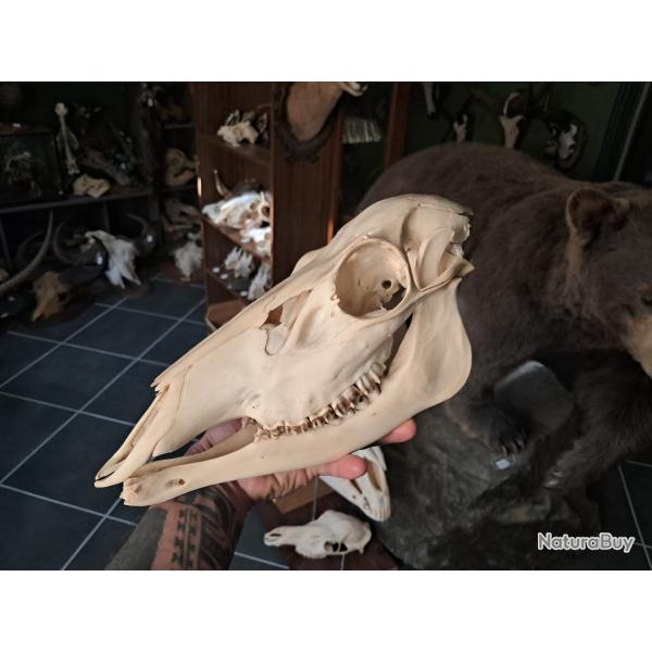 Cr�ne de biche ; Cervus #0602(2)