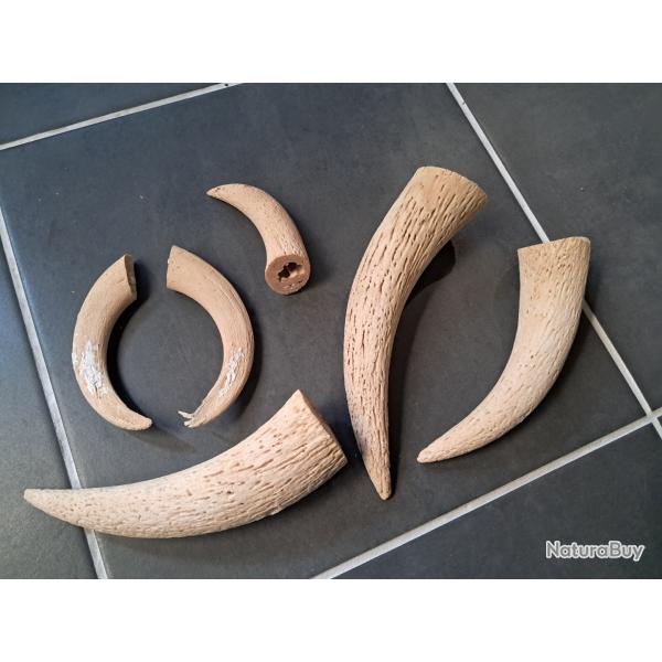 Lot de cornes de vache et b�lier ( noyaux osseux ) #0602