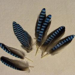 Belles plumes de geai noires et bleues