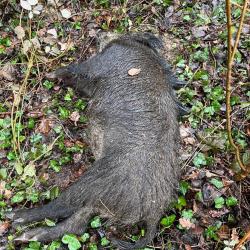 Bonjour je recherche une action de chasse grand gibier le samedi secteur 77 51 02. Cdlt