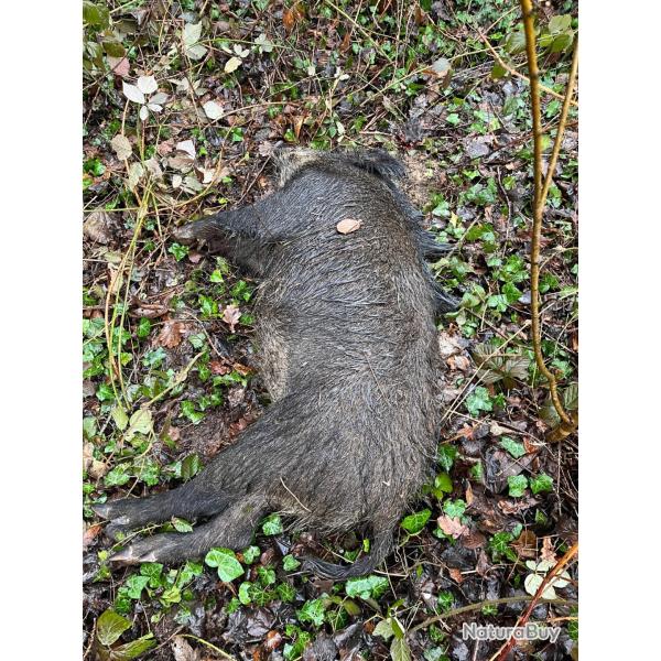 Bonjour je recherche une action de chasse grand gibier le samedi secteur 77 51 02. Cdlt