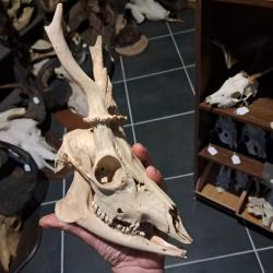 Cr&acirc;ne de chevreuil avec m&acirc;choire #0602(2)