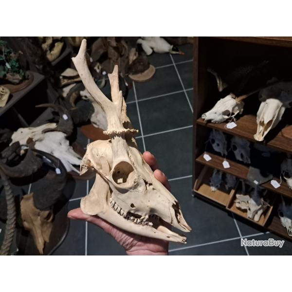 Cr�ne de chevreuil avec m�choire #0602(2)