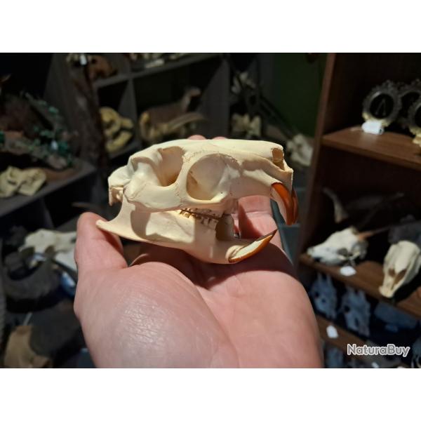 Cr�ne de ragondin ; Myocastor coypus #0602(2)