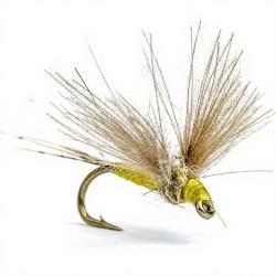 Mouche AB FLY Eph&eacute;m&egrave;res subimagos SUB J H16