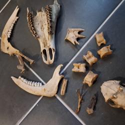 Lot de curiosit&eacute;s diverses #0309