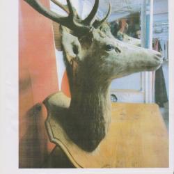 tete de cerf 10 bois naturalis&eacute; sur socle hauteur 1m25