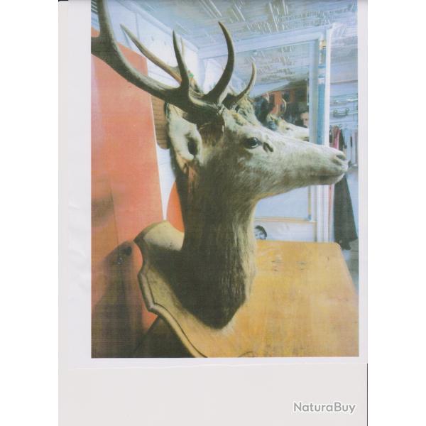 tete de cerf 10 bois naturalis� sur socle hauteur 1m25