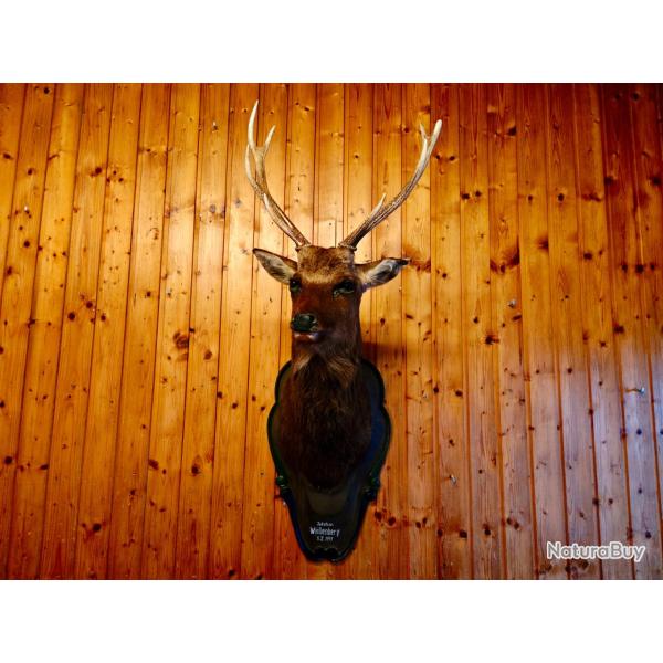 T�te en cape de Cerf Sika