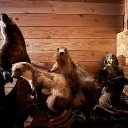 Marmotte en tr&egrave;s bon &eacute;tat